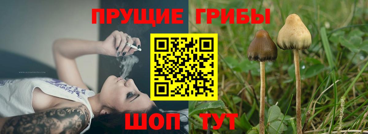 Псилоцибиновые грибы Psilocybine cubensis  Вход с VPN  Десногорск 